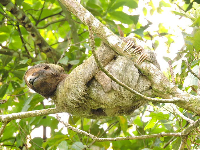 2 in 1 Hanging Bridges and Safari Float Photo